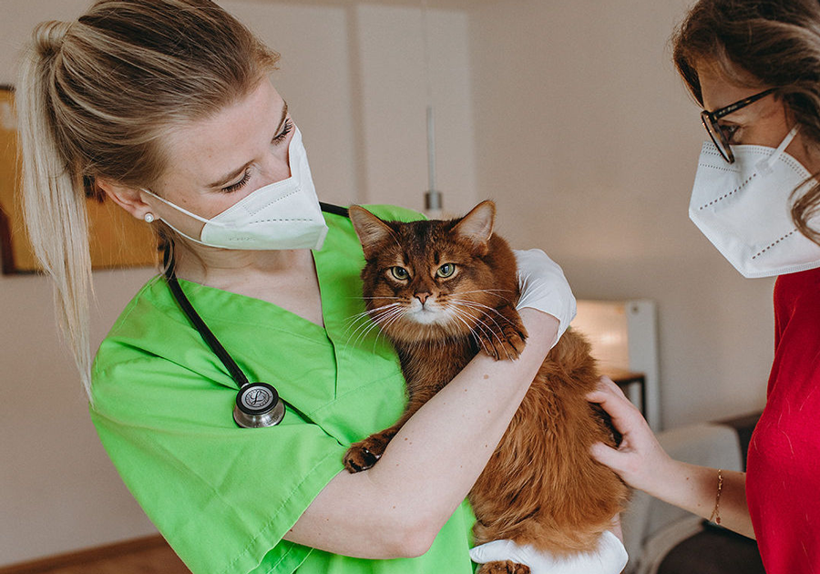 felmo der Tierarztservice für zu Hause