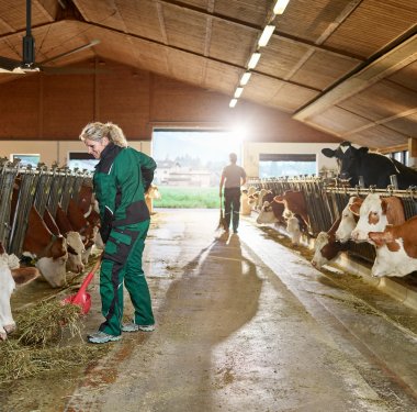 Die Datengrundlage für die LKV-Methanermittlung ist die Untersuchung der Einzelgemelke je Kuh im Rahmen der regelmäßigen Milchleistungsprüfung.