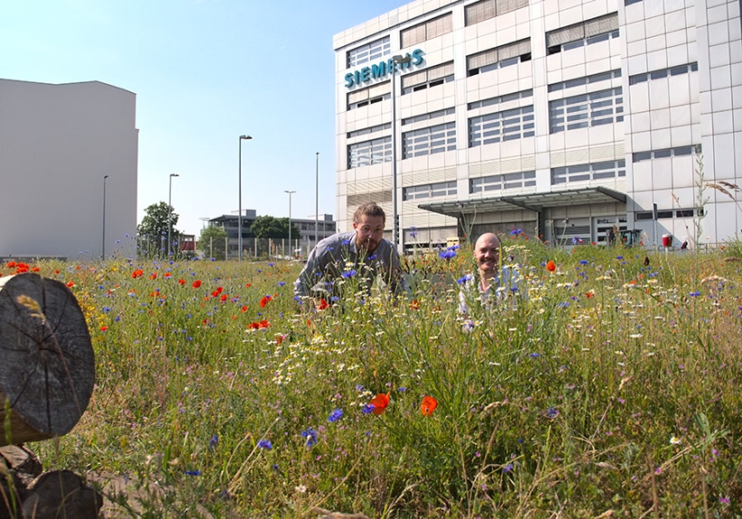 Gründer Malte Glatthaar und Moritz Lohmann in einer Wildblumenwiese bei Siemens Mobility in Berlin