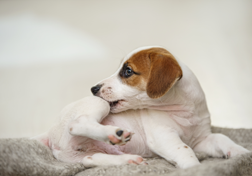 Flohstiche verursachen oft starken Juckreiz, der die betroffenen Tiere häufig nicht zur Ruhe kommen lässt.