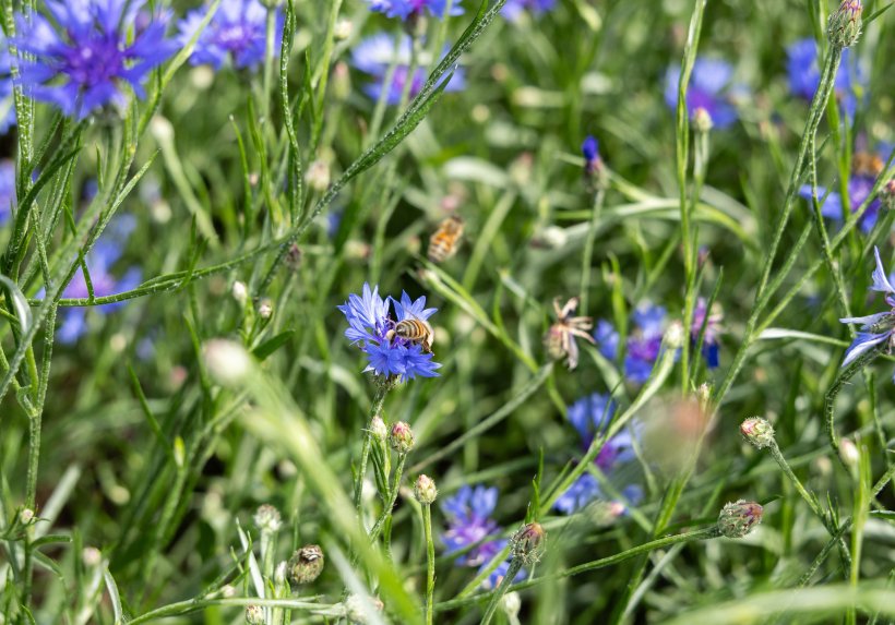 Biodiversität fördern – das ist das Anliegen von Naturland.