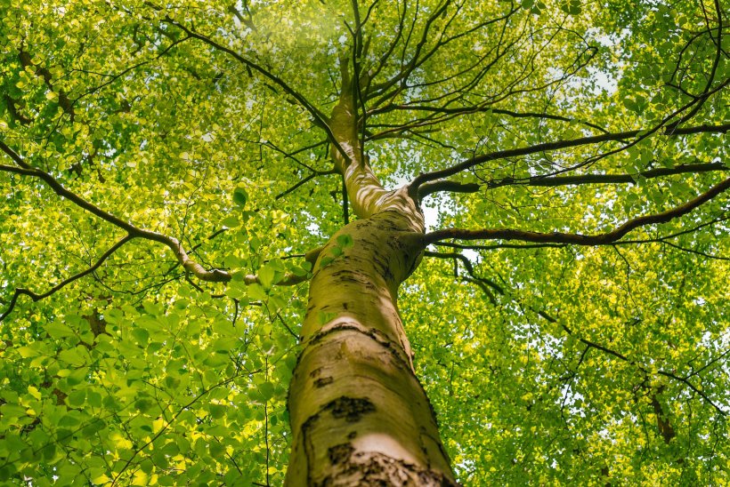 Oben viel Grün, unten viel Blau: Urbane Bepflanzung kann durch die  Rinnen- und Filtersysteme von Hauraton optimal bewässert werden. In die Baumgrube, die genug Platz für Wurzeln und Wachstum bietet, wird gereinigtes Regenwasser geleitet.