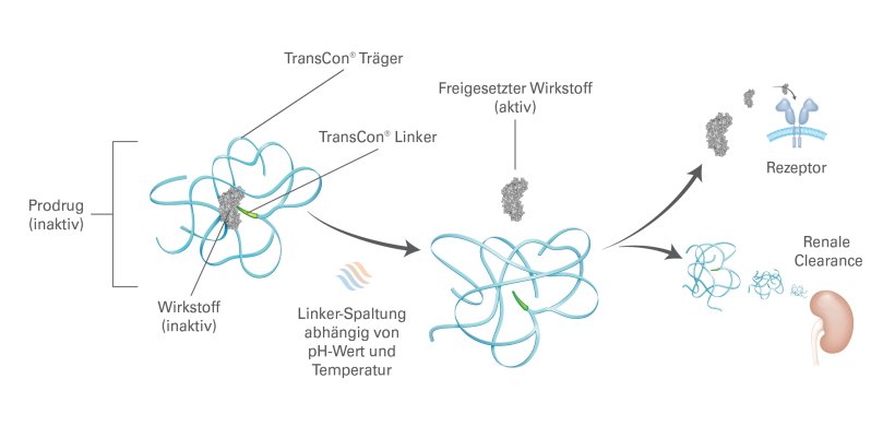 Mit der TransCon®-Technologie können bewährte Wirkstoffe gezielter und über einen längeren Zeitraum im Körper freigesetzt werden. *Ausscheidung über die Niere