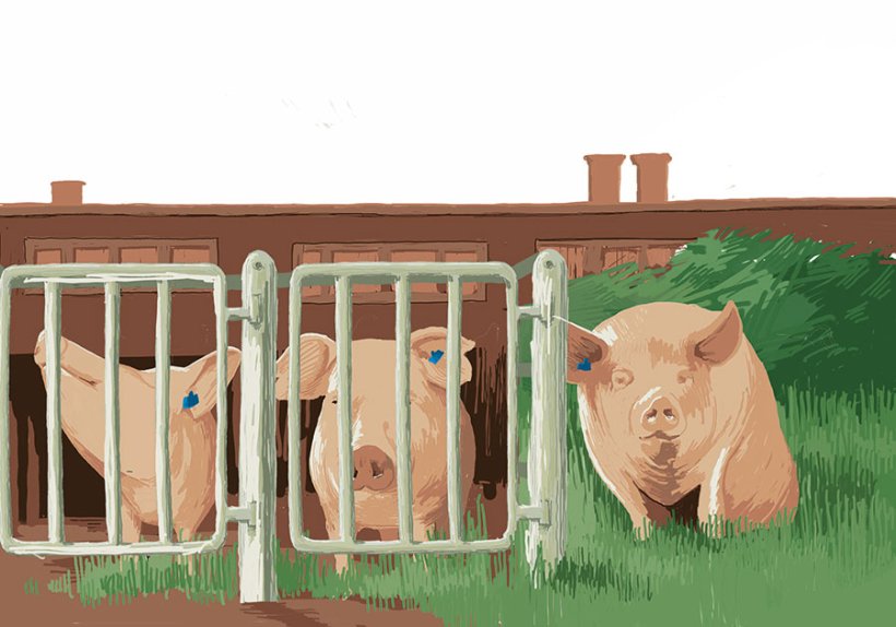 Illustration: Sophie Mildner