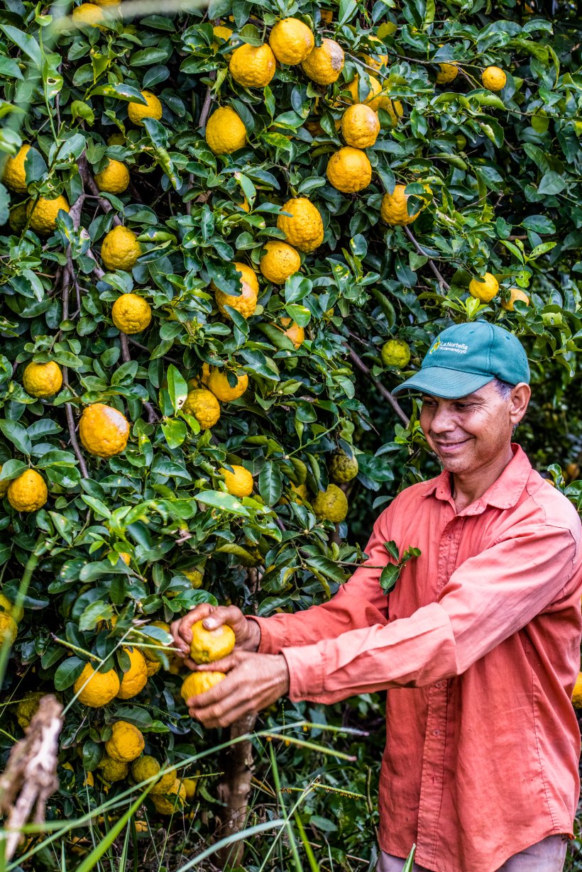 Ramón Monges baut auf seinem Land in San Pedro del Ycuamandiyu in Zentral-Paraguay Zitronen, Pampelmusen, Limetten und Orangen an.  