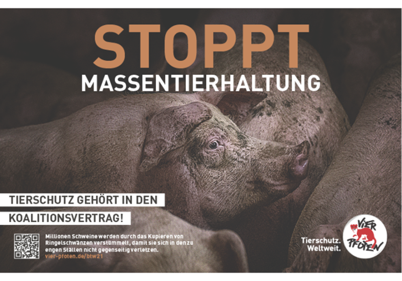 Anzeige Vier Pfoten