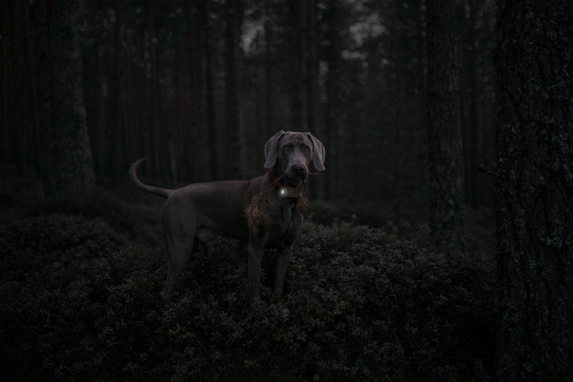 Weenect xs white Edition