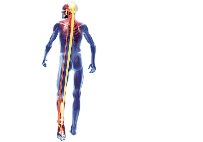 Entwickelt für Sport und Freizeit – orthopädische Einlagen mit sensomotorischer Wirkung. Entwickelt für Sport und Freizeit – orthopädische Einlagen mit sensomotorischer Wirkung.