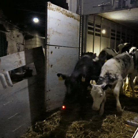 Nach über 65 Stunden an Bord des Lkw werden die Kälber auf Teneriffa entladen. Insgesamt wurden die Tierkinder über 2.500 Kilometer transportiert.