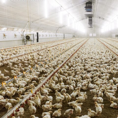 Massentierhaltung verursacht nicht nur immenses Tierleid, sondern hat auch negative Auswirkungen auf die Umwelt und die Gesundheit der Menschen.