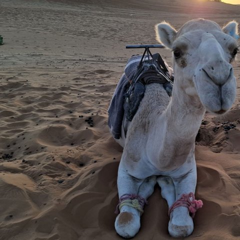 Mit Schlägen und gefesselten Beinen werden Kamele im Tourismus gefügig gemacht. Können sie nicht mehr arbeiten, werden sie getötet.