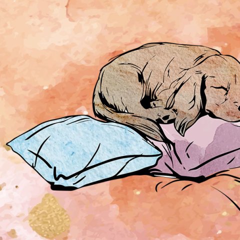 Illustration: Hanna Kaps