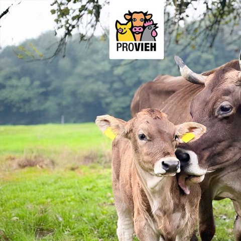 PROVIEH
