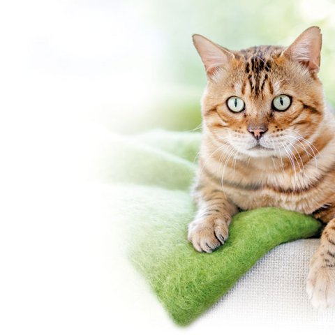 JRS Petcare